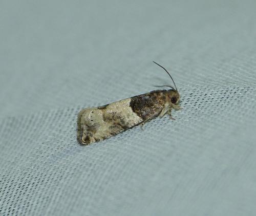 Gypsonoma aceriana